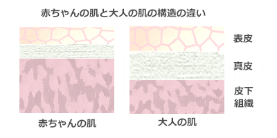 赤ちゃんの肌の構造